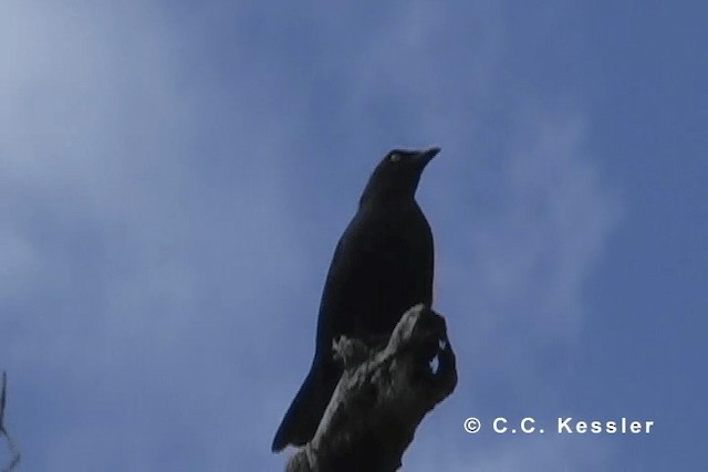 Micronesian Starling - ML201642641