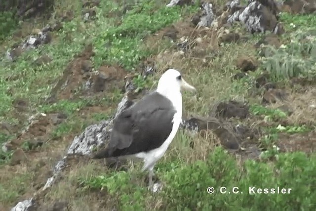 Laysan Albatross - ML201642731