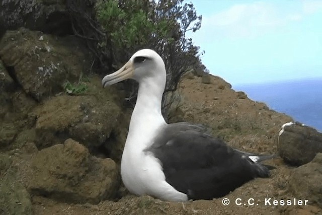 Laysan Albatross - ML201642741