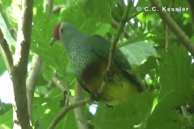 Mariana Fruit-Dove - ML201642821