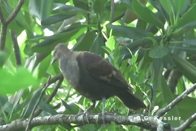 White-throated Ground Dove - ML201642851