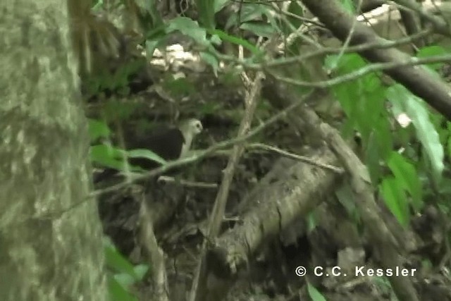 White-throated Ground Dove - ML201642871