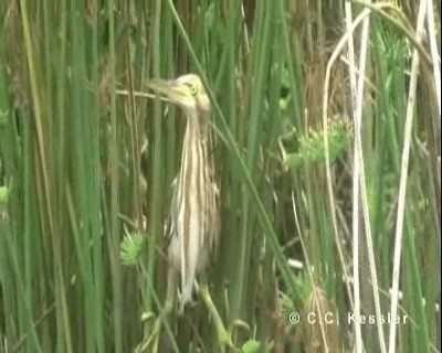 Yellow Bittern - ML201642901