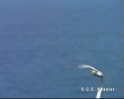 White-tailed Tropicbird (Pacific) - ML201642911