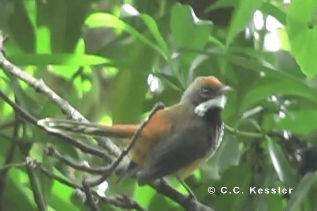 Micronesian Rufous Fantail (Marianas) - ML201642971