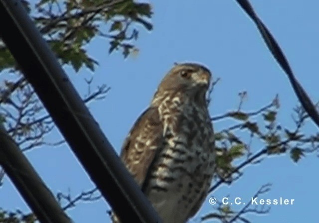Broad-winged Hawk (Northern) - ML201643121