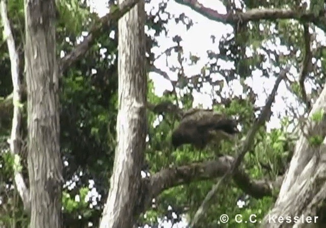 Hawaiian Hawk - ML201643131