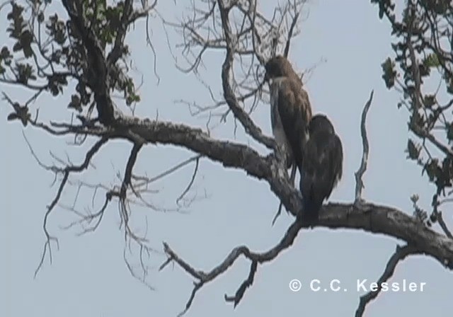Hawaiian Hawk - ML201643141