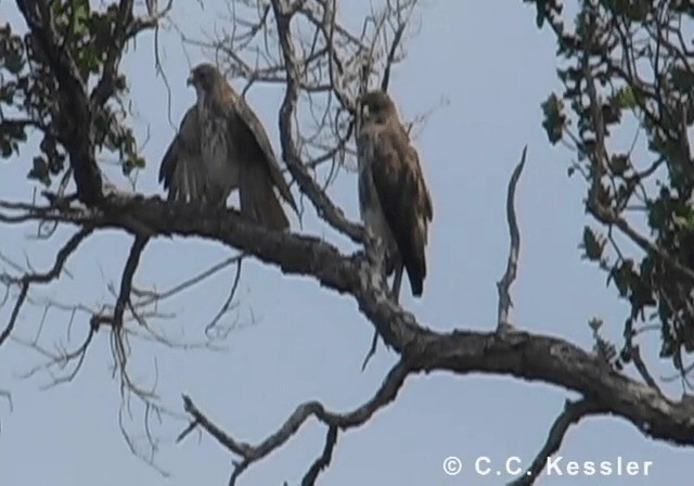 Hawaiian Hawk - ML201643151