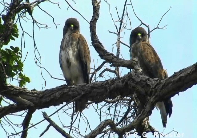 Hawaiian Hawk - ML201643161