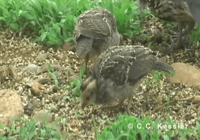 Gambel's Quail - ML201643171