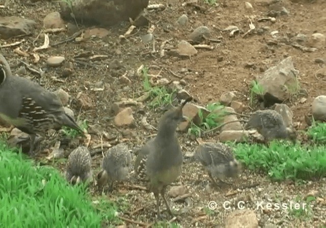 Gambel's Quail - ML201643181