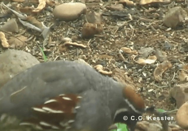 Gambel's Quail - ML201643191