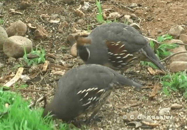Gambel's Quail - ML201643201