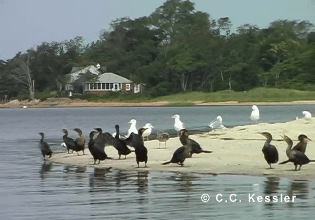 Double-crested Cormorant - ML201643251