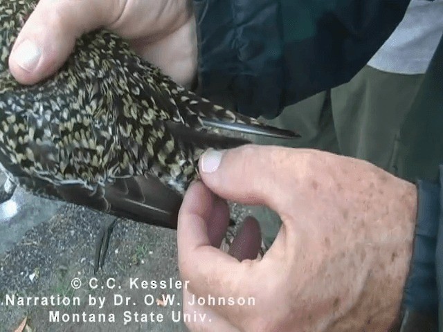 Pacific Golden-Plover - ML201643271