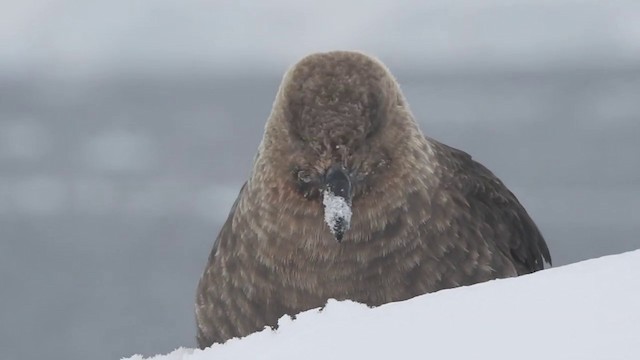 South Polar Skua - ML201643281