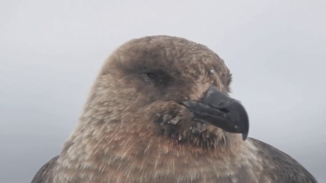 South Polar Skua - ML201643291