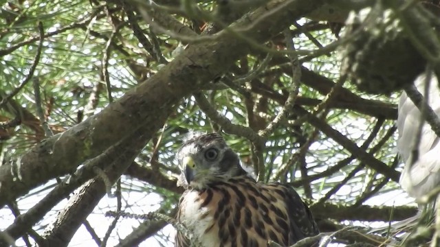 Eurasian Goshawk - ML201643301