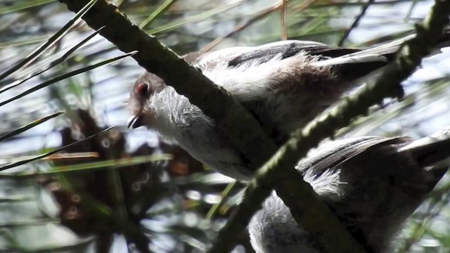 Long-tailed Tit (europaeus Group) - ML201643311