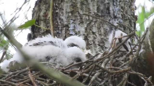 Eurasian Sparrowhawk - ML201643331