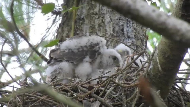 Eurasian Sparrowhawk - ML201643341