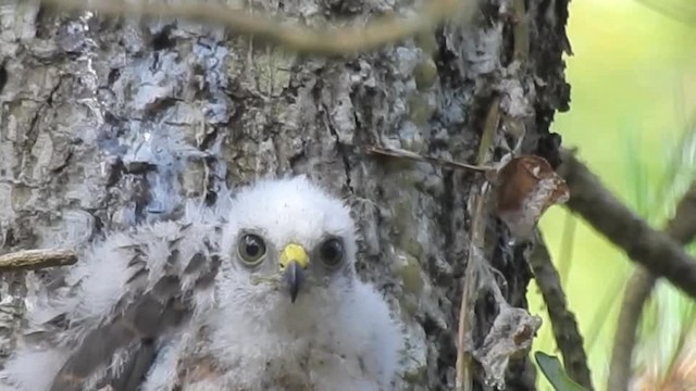 Eurasian Sparrowhawk - ML201643351