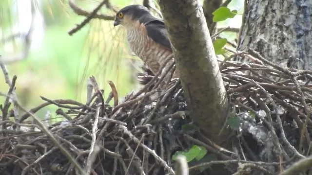 Eurasian Sparrowhawk - ML201643361