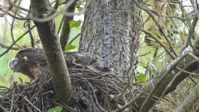 Eurasian Sparrowhawk - ML201643371