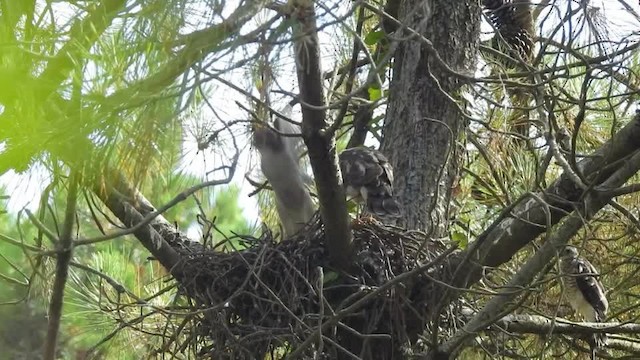 Eurasian Sparrowhawk - ML201643381