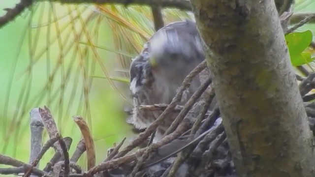 Eurasian Sparrowhawk - ML201643391