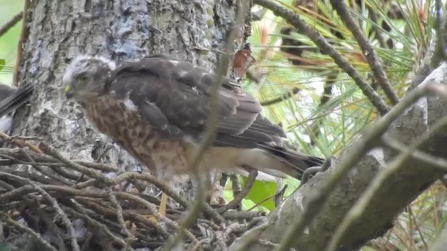 Eurasian Sparrowhawk - ML201643401