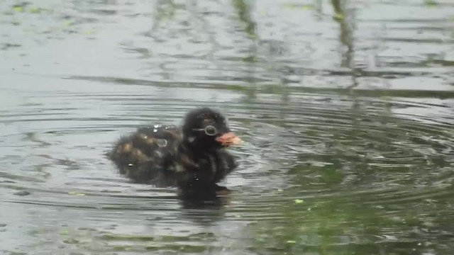 Little Grebe (Little) - ML201643411