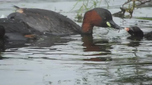 カイツブリ（ruficollis グループ） - ML201643421