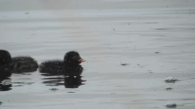 カイツブリ（ruficollis グループ） - ML201643431