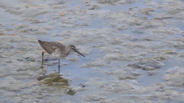 Common Redshank - ML201643471