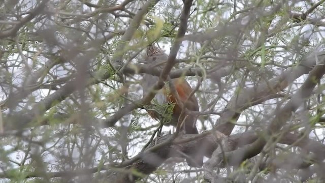 Crested Gallito - ML201643481