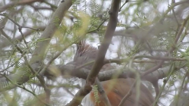 Schopftapaculo - ML201643491