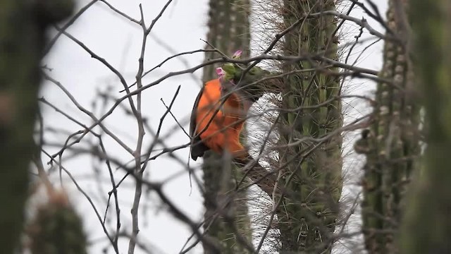 Orange-backed Troupial - ML201643521