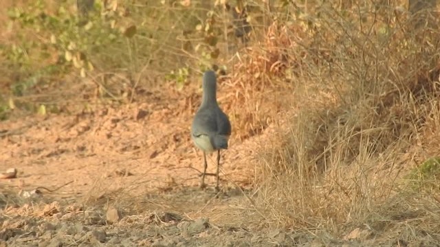 Black-legged Seriema - ML201643541