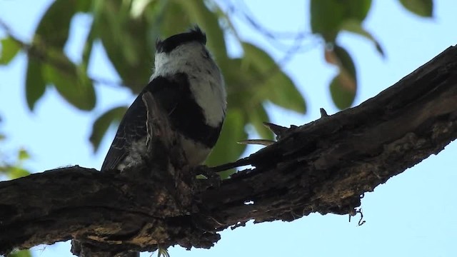 Buff-bellied Puffbird - ML201643581