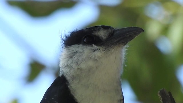 Buff-bellied Puffbird - ML201643591