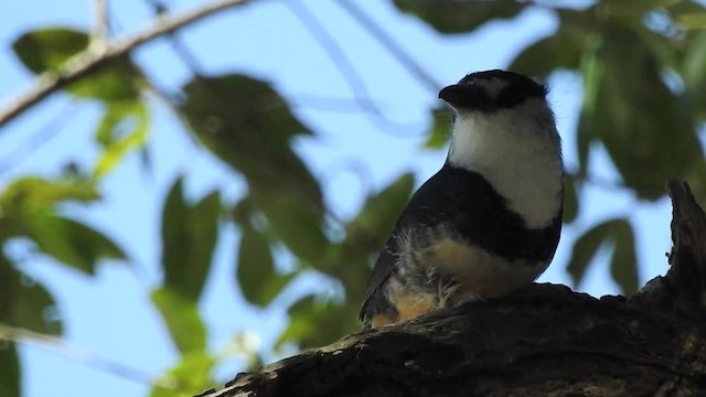 Buff-bellied Puffbird - ML201643601