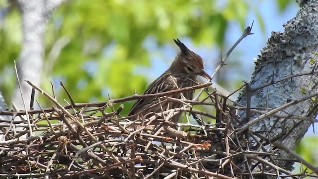 Lark-like Brushrunner - ML201643631