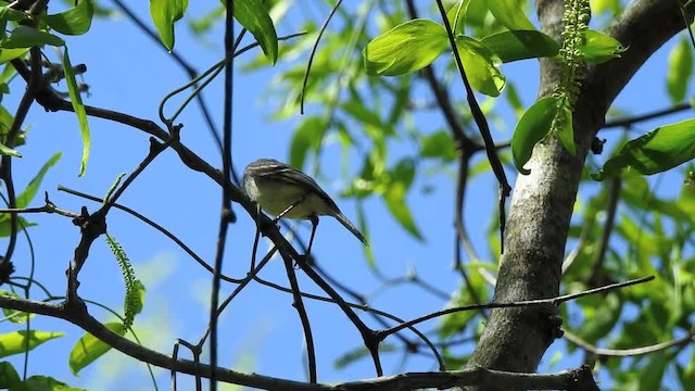 Grauscheitel-Kleintyrann - ML201643651