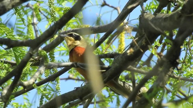 Olivscheitel-Bandvogel - ML201643671