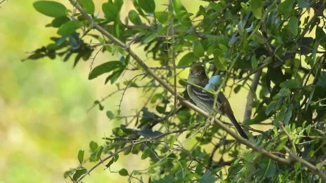 ヒメハイイロタイランチョウ - ML201643681