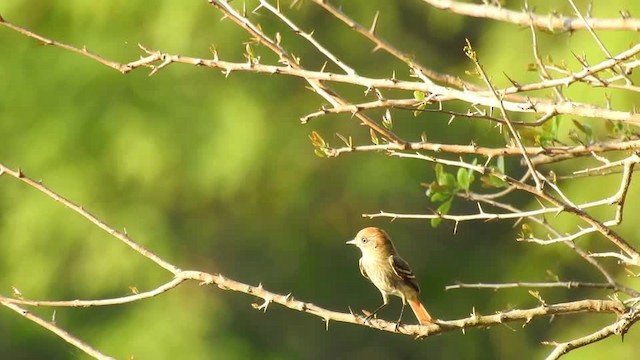 ヒメハイイロタイランチョウ - ML201643691