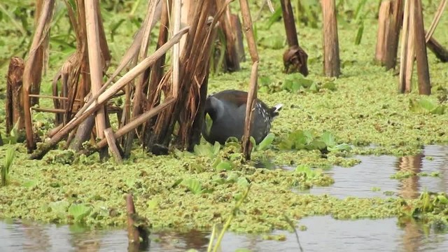 Gallinule à face noire - ML201643741