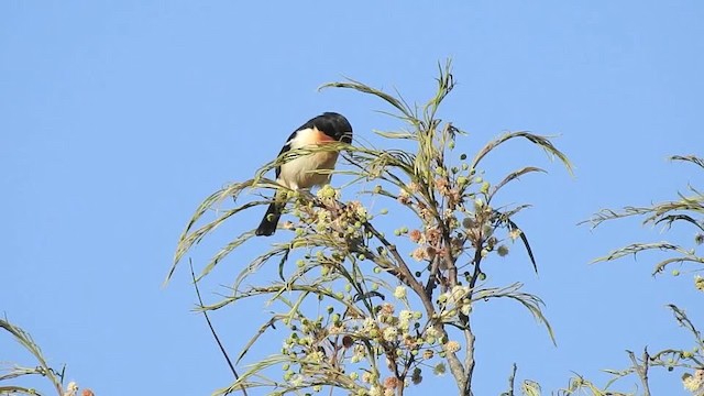 White-rumped Tanager - ML201643761